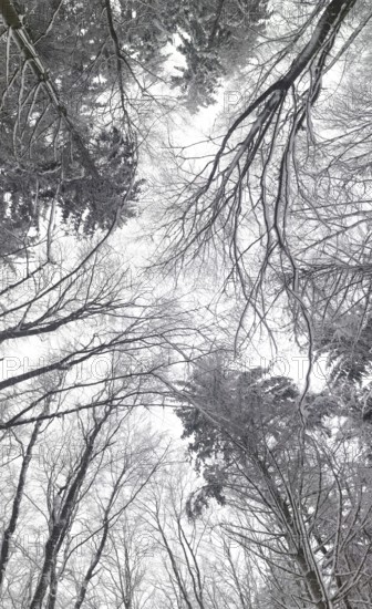 Closed forest with snowy trees rising to the sky, Frankenwald nature park Park, Bavaria, Germany