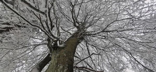 Snowy tree looking from below, branches against the winter sky, Frankenwald nature park Park, Bavaria, Germany