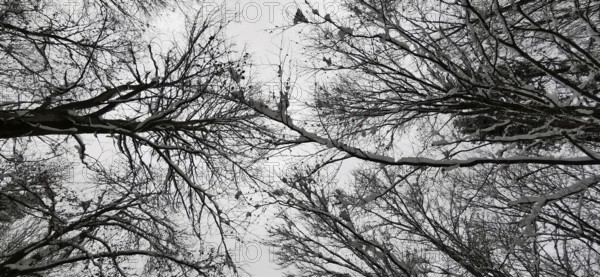 Black and white illustration of bare tree branches stretching into the sky in winter creating a dramatic contrast, Frankenwald nature park Park, Bavaria, Germany