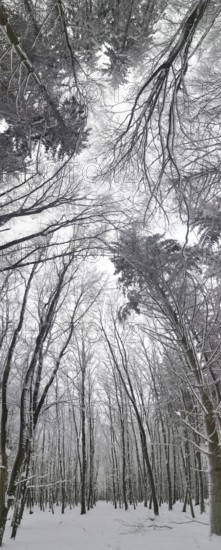 Snowy forest with snow-covered trees that overlap, Frankenwald nature park Park, Rennsteig, Bavaria, Germany