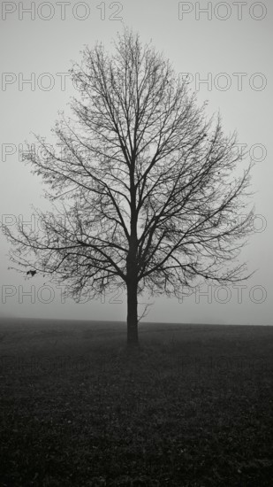 A lonely tree in a wide field in black and white, surrounded by fog, looks melancholy, Upper Franconia, Germany