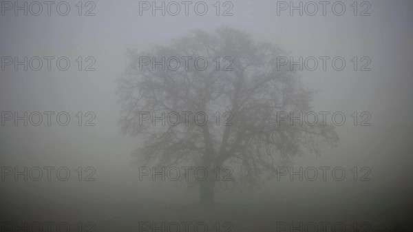 A lonely tree in thick fog creating a mystical atmosphere, Upper Franconia, Germany