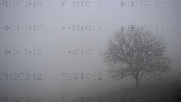 A single tree stands on a hill in fog, surrounded by quiet silence, Upper Franconia, Germany
