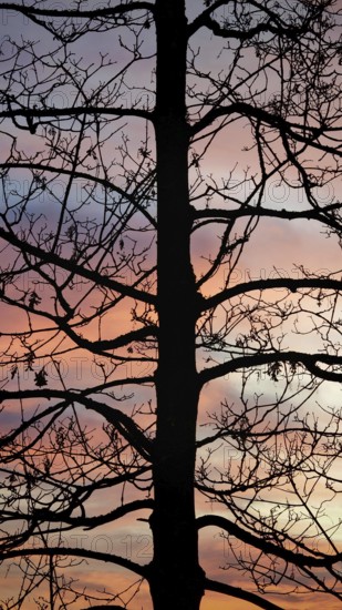A tree in the foreground of a soft pink twilight sky conveys a calm atmosphere, Upper Franconia, Germany