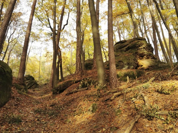 A quiet forest trail with autumn trees and rocks, covered with falling leaves, Frankenwald nature park Park, Bavaria, Germany
