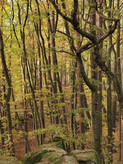 Towering trees with yellow foliage surrounded by mossy rocks in a quiet forest setting, Frankenwald nature park Park, Bavaria, Germany