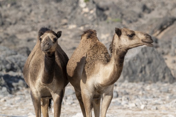 Dromedary (Camelus dromedarius), camels, Oman