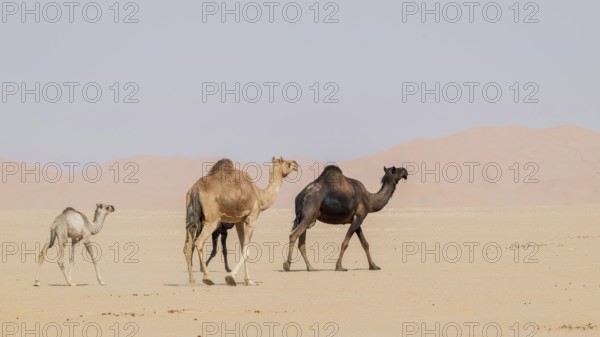 Dromedary (Camelus dromedarius), camels, in desert, Rhub al Khali, Empty Quarter, Emtpy Quarter, Oman