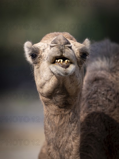 Dromedary (Camelus dromedarius), camel, portrait, Oman