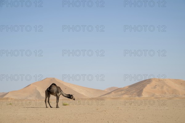 Dromedary (camel) in front of sand dunes in the Rhub al Khali desert, Empty Quarter, largest sand desert on earth, Oman