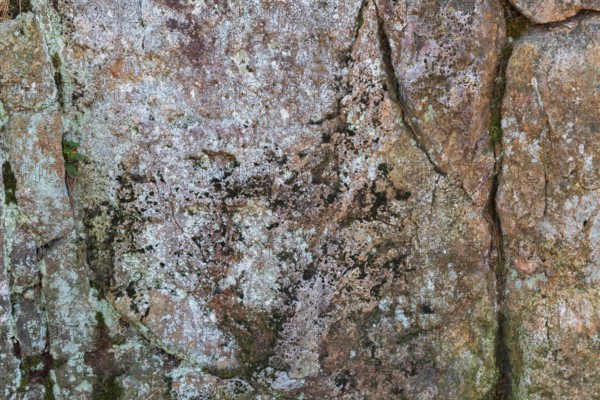 Close-up of porous outcrop rock surface covered with Lichen growth and Bryophyta - Green Moss in autumn, Quebec, Canada