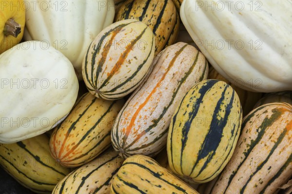 Close-up of Cucurbita pepo 'Delicata' - Squash and white pumpkins for sale in bin at outdoor market in autumn, Quebec, Canada