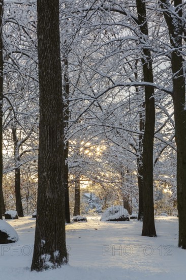 Sunburst through forest of tall semi silhouetted deciduous trees covered with freshly fallen winter like snow around sunset in late autumn, Ile Saint-Jean, Quebec, Canada