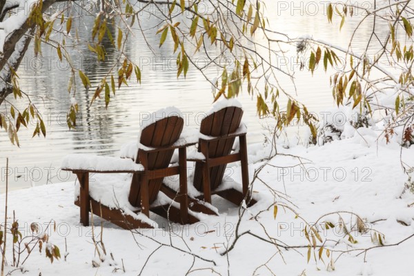 Two brown stained wooden Adirondack chairs by riverside framed by Salix - Willow tree branches covered with winter like snow in late autumn, Ile des Moulins, Old Terrebonne, Quebec, Canada