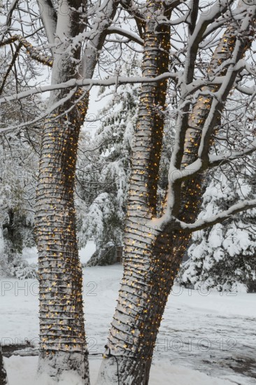 Large tree trunks decorated with illuminated Christmas lights and covered with winter like snow in late autumn at dusk, Ile des Moulins, Old Terrebonne, Quebec, Canada