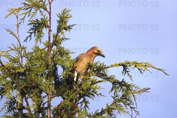 Eurasian jay (Garrulus glandarius) in a tree, winter, Germany