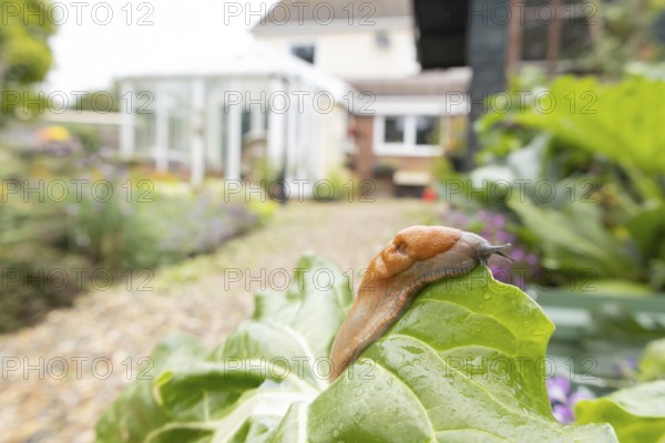 Red slug (Arion rufus) adult gastropod molluscs on a garden vegetable plant leaf with a house in the background in summer, England, United Kingdom