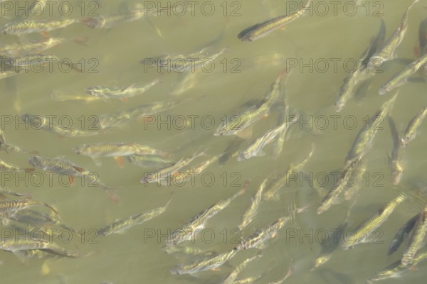 Common roach (Rutilus rutilus) adult fish in a shoal in a garden pond, England, United Kingdom