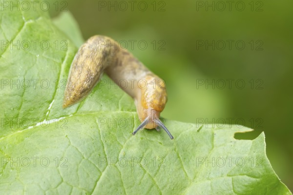 Leopard slug (Limax maximus) adult gastropod molluscs on a garden vegetable plant leaf in summer, England, United Kingdom