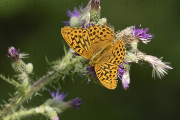 Silver-washed fritillary butterfly (Argynnis paphia) adult insect feeding on a thistle flower in summer, England, United Kingdom