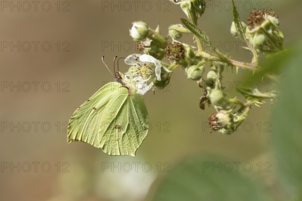Brimstone butterfly (Gonepteryx rhamni) adult male insect feeding on a Bramble flower in summer, England, United Kingdom