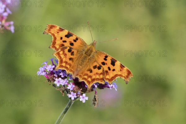Comma butterfly (Polygonia c-album) adult insect feeding on a garden purple Verbena bonariensis flower in summer, England, United Kingdom