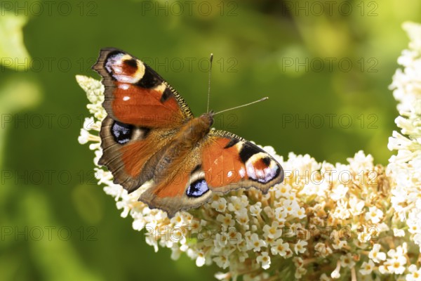 Peacock butterfly (Aglais io) adult insect feeding on a garden white Buddleja flower in summer, England, United Kingdom