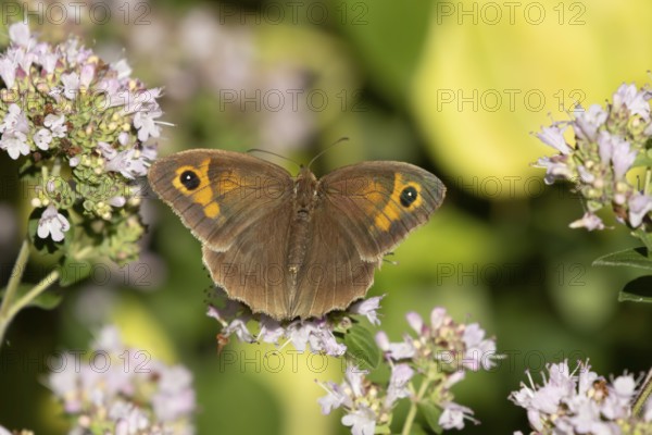 Meadow brown butterfly (Maniola jurtina) adult insect feeding on a garden purple Wild marjoram or Oregano flower in summer, England, United Kingdom