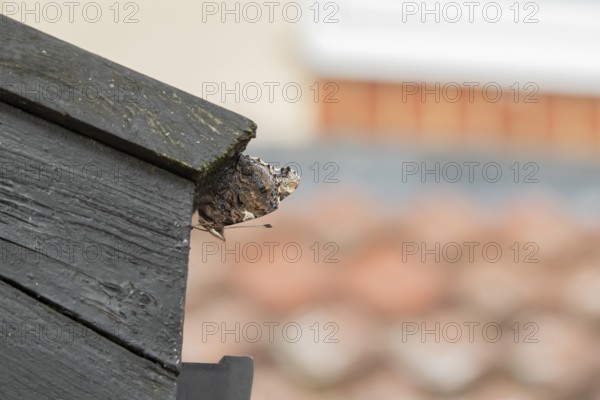 Red admiral butterfly (Vanessa atalanta) adult insect hibernating on a house roof in winter, England, United Kingdom