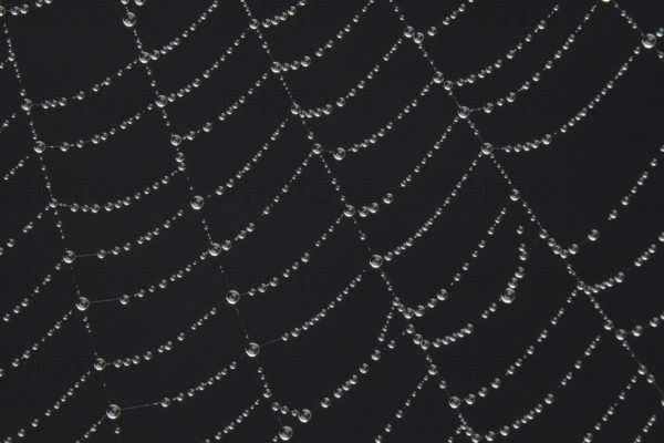 Spider web with water dew drops, England, United Kingdom