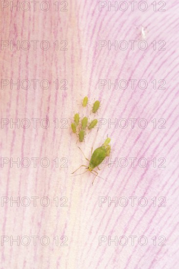 Tulip aphid or greenfly (Dysaphis tulipae) adult and nymph insects family on a garden Tulip petal in spring, England, United Kingdom