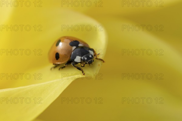 Seven-spot ladybird or ladybug (Coccinella septempunctata) adult insect on a garden yellow Dahlia flower in summer, England, United Kingdom