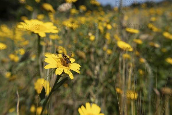 Common hoverfly (Eupeodes corollae) adult insect on a Corn marigold flower in a wildflower meadow in summer, England, United Kingdom