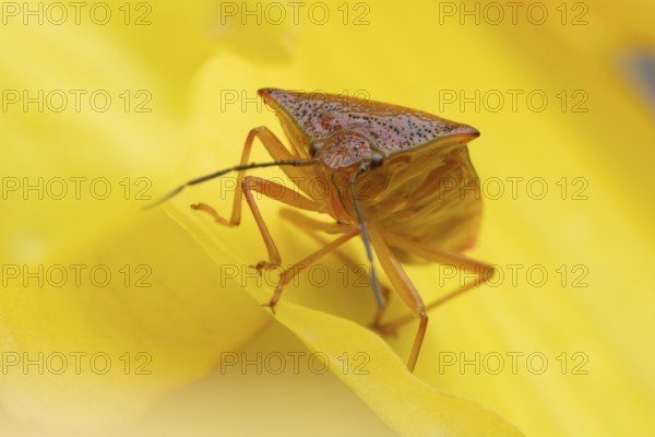 Hawthorn shieldbug (Acanthosoma haemorrhoidale) adult insect on a garden begonia flower in summer, England, United Kingdom