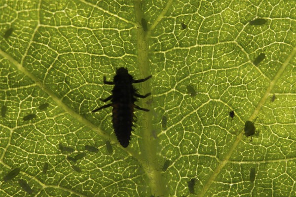 Harlequin ladybird or ladybug (Harmonia axyridis) adult insect larva and Plum aphid (Hyalopterus pruni) aphids on a plum tree leaf in summer, England, United Kingdom
