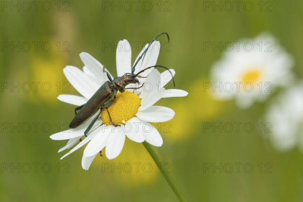 Thick-legged flower beetle (Oedemera nobilis) adult insect on an Oxeye daisy flower in summer, England, United Kingdom