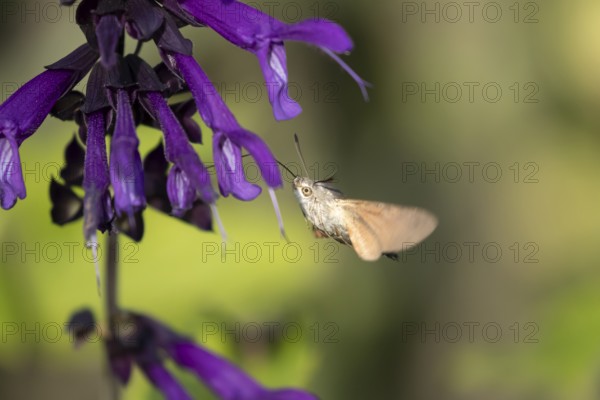 Hummingbird hawkmoth (Macroglossum stellatarum) adult moth in flight feeding on a garden purple flower in summer, England, United Kingdom