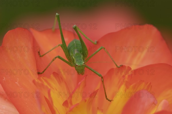 Speckled bush cricket (Leptophyes punctatissima) adult insect on a garden begonia flower in summer, England, United Kingdom