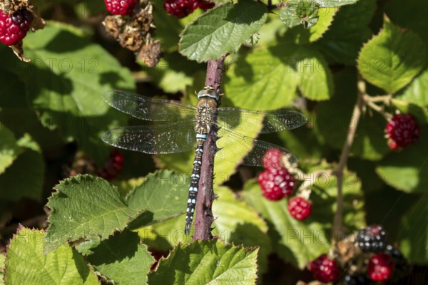 Emperor dragonfly (Anax imperator) adult insect on a bramble bush in summer, England, United Kingdom