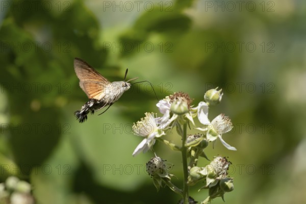 Hummingbird hawkmoth (Macroglossum stellatarum) adult moth in flight feeding on a Bramble flower in summer, England, United Kingdom