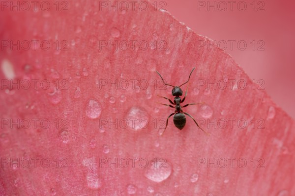 Black garden ant (Lasius Niger) adult insect on a garden flower in spring, England, United Kingdom
