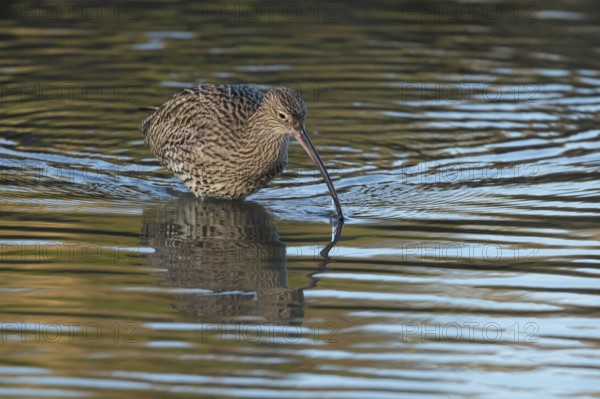 Eurasian curlew (Numenius arquata) adult wader bird searching for food in shallow coastal water, England, United Kingdom
