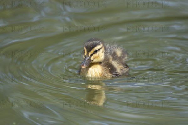 Mallard duck (Anas platyrhynchos) juvenile baby duckling bird on the water of a lake in summer, England, United Kingdom