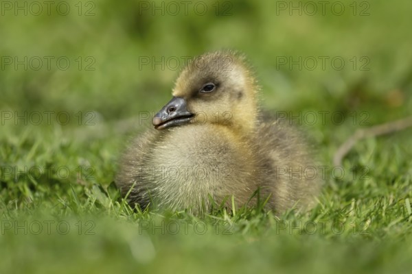 Greylag goose (Anser anser) juvenile baby gosling bird head sitting on grass in summer, England, United Kingdom