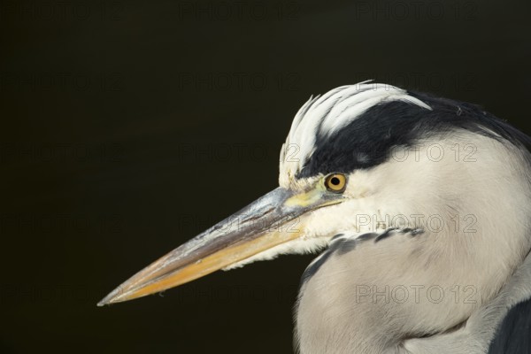 Grey heron (Ardea cinerea) adult bird head portrait, England, United Kingdom