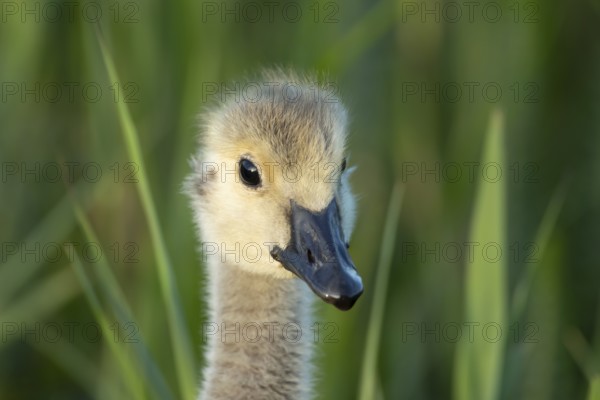 Greylag goose (Anser anser) juvenile baby gosling bird head portrait in summer, England, United Kingdom