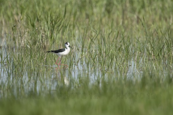 Black winged stilt (Himantopus himantopus) adult wader bird in the shallow water of a lagoon in spring, RSPB Frampton marsh nature reserve, Lincolnshire, England, United Kingdom