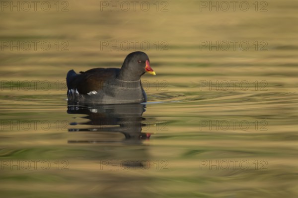 Moorhen (Gallinula chloropus) adult bird on the water of a lake, England, United Kingdom