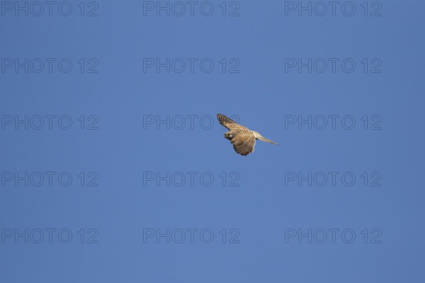 Common kestrel (Falco tinnunculus) adult falcon bird of prey in flight, England, United Kingdom