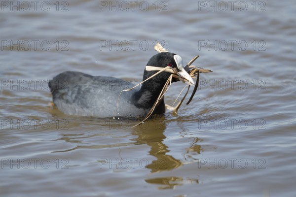 Coot (Fulica atra) adult bird on water of a lagoon with nest material in its beak in spring, RSPB Minsmere nature reserve, Suffolk, England, United Kingdom